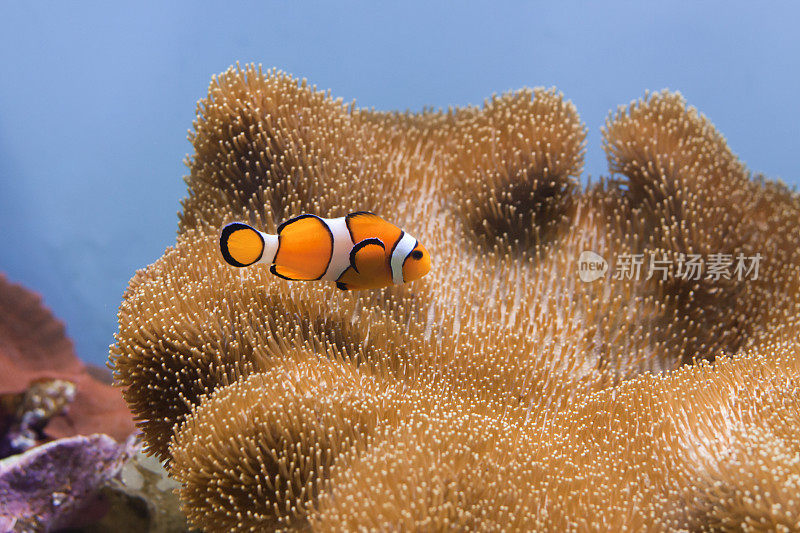 小丑鱼(Amphiprion Ocellaris)和皮珊瑚。